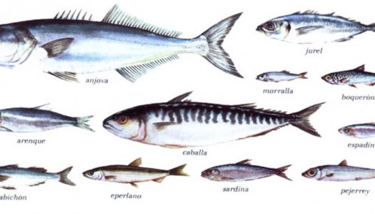 Tabla de pescados de mar
