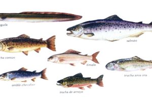 pescados de rio