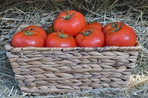 Tomates frescos en una cesta de mimbre